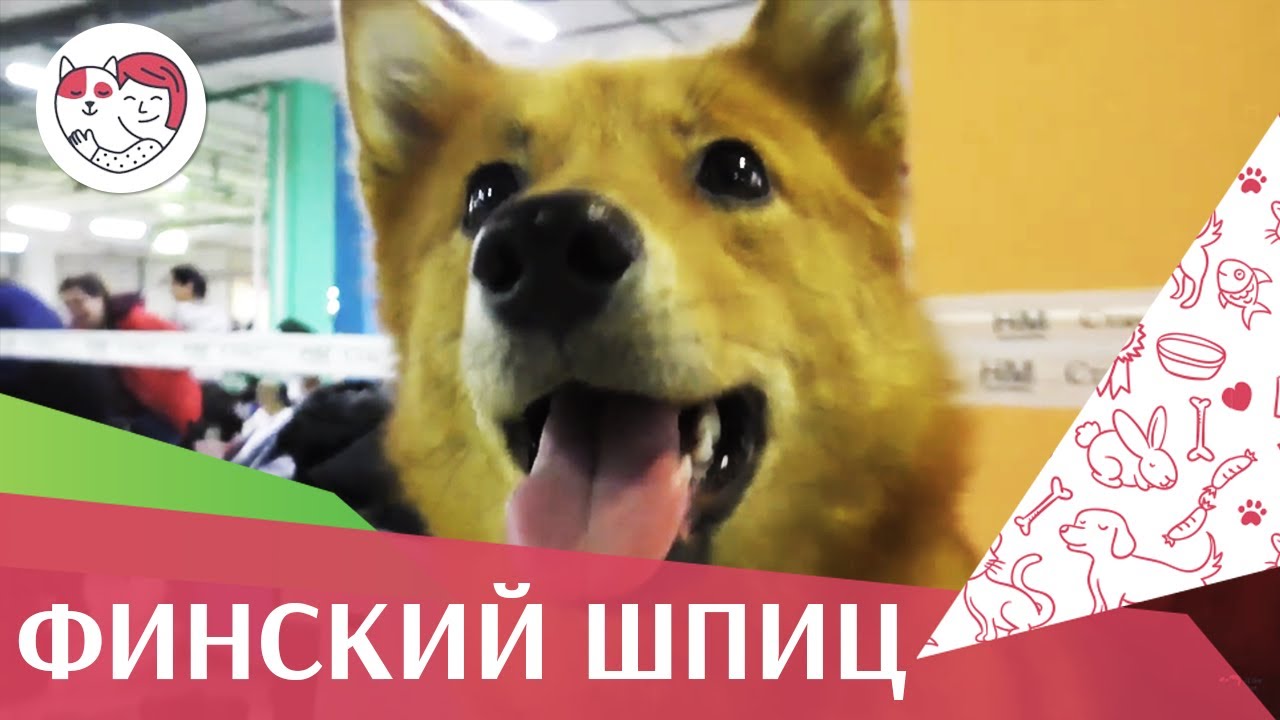 Финский шпиц на ilikepet. Особенности породы, уход
