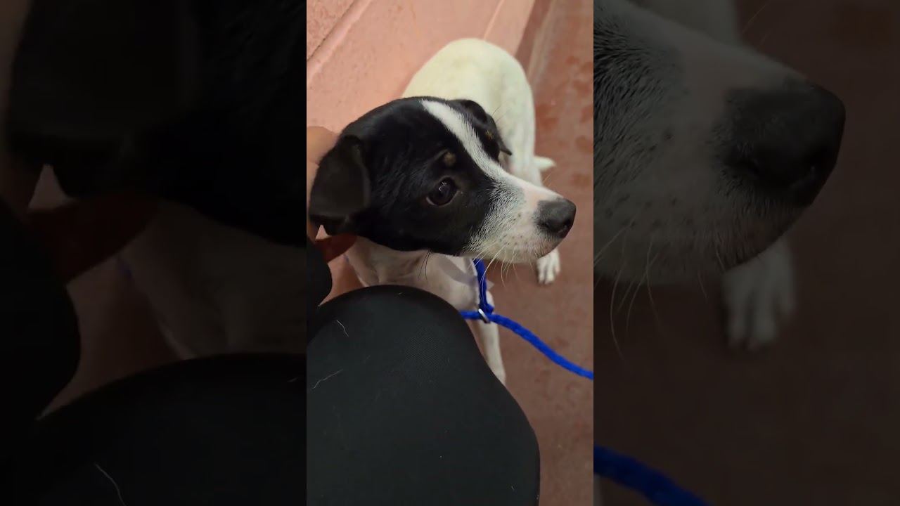 Enlarge Layla, a Adopted mixed breed in Boulder, CO video 2/3