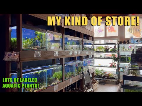 Now This Is MY Kind of Aquarium Store! | A Case of Store Envy  🤭