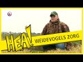HEA! Jacob zorgt voor de weidevogels
