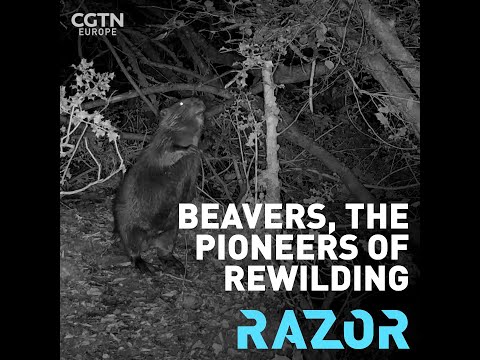 Beavers, the pioneers of rewilding