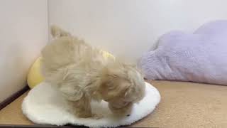 ハーフ犬の動画01