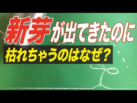 シャクナゲが霜で葉を丸める理由 植物