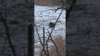 Schneedrückjagd in Mecklenburg von  ⁨@feldundjagd6137⁩