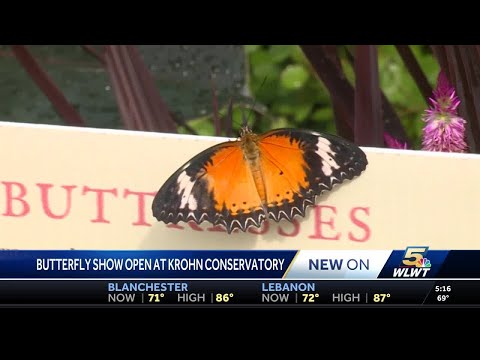 Krohn Conservatory Butterfly show highlights gothic era