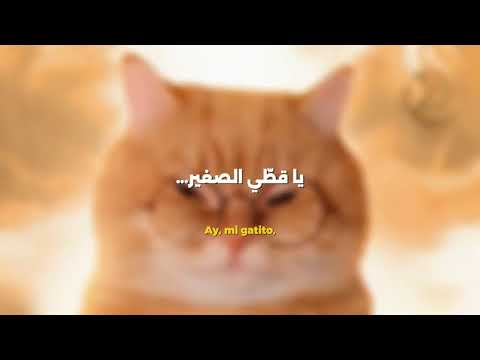 اغنية مياو مياو مترجمة بالعربية الاغنية الترند 😺