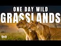 One Day Wild Grasslands Animal Planet Hindi Wildlife Documentary In Hindi