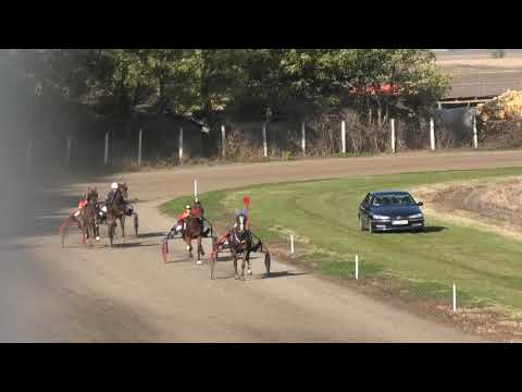 Trka "III kasačka trka" 31.10.2021 Te Amo Pablo - Branislav Mukić