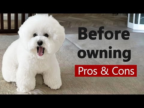 Bichon Frise: The Pros & Cons of Owning One