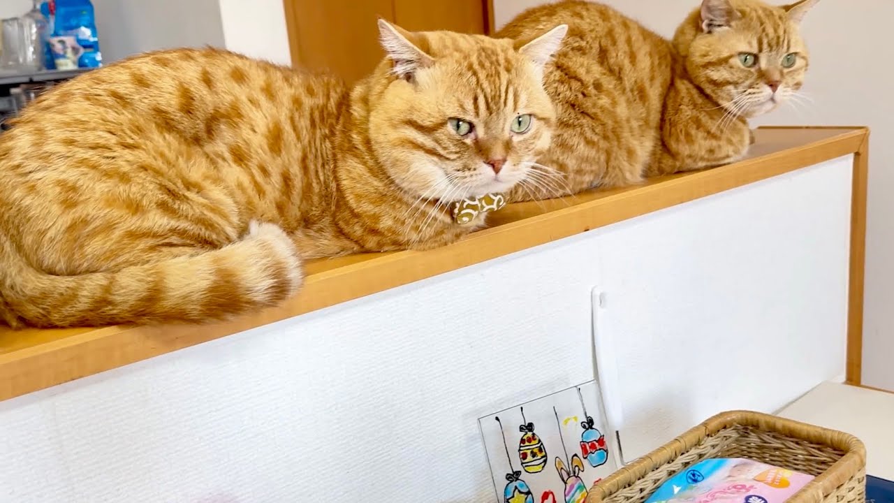 みゅうちゃん配膳に半信半疑の茶々ぽちゃコンビ。