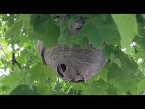 Pest Control in Manalapan, NJ