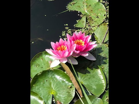 Drummie Ank - Disco Tech, June 20, 2021.