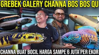 Download lagu GREBEK GALLERY CHANNA BOS BOS QU CHANNA FOR BOCILS PRICE UP TO 6 MILLION PER HEAD | BOS BOS QU mp3 Download lagu GREBEK GALLERY CHANNA BOS BOS QU CHANNA FOR BOCILS PRICE UP TO 6 MILLION PER HEAD | BOS BOS QU mp3