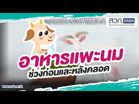 หน้าอกใหญ่ของหญิงสาว เทียมหน้าอก 225 มล.