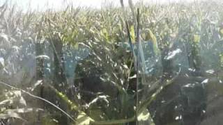 Corn silage 2009