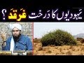 Yahoodion JEWS Kay Drakhat TREE GHARQAD Ki Haqeeqat By Engineer Muhammad Ali Mirza