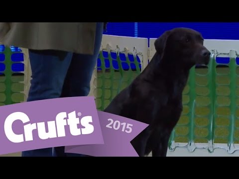 Gundog Display - Adrian and Caroline Slater | Crufts 2015