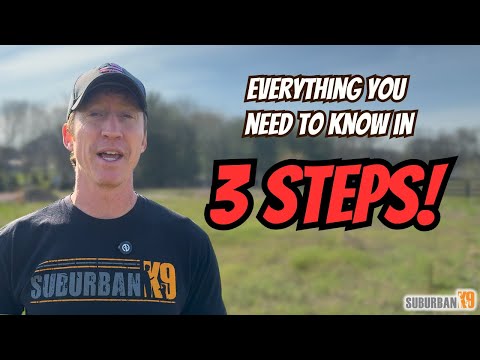 How to Train a Dog on an E Collar!