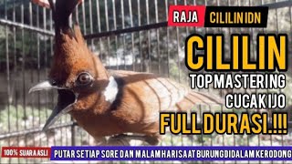 Download lagu TOP MASTERING CUCAK IJO Masteran Cililin Jernih Full Durasi || RAJA CILILIN IDN mp3