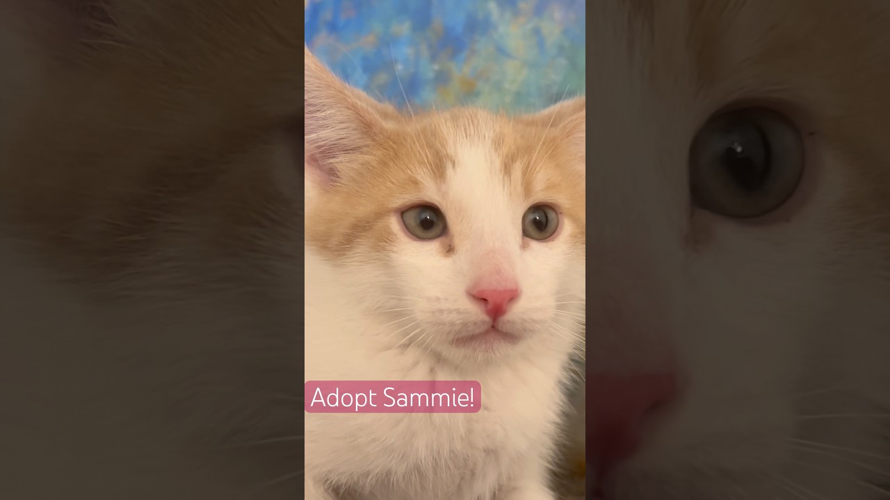 Sammie, a ADOPTABLE Turkish Van in Santa Clarita, CA video 2/2