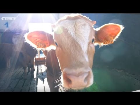 Feed processing at Veronesi, Italy