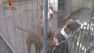 aiuole-recintate-e-trasformate-in-canile-lager