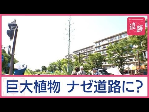 アメリカのリュウゼツラン 植物