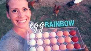 The Breeds That Color Our Egg Carton