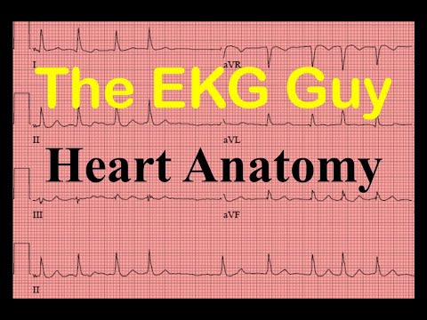EKG/ECG Heart Anatomy - Question 1.0 l The EKG Guy