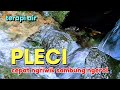Terapi Air Untuk Burung Pleci Biar Cepat Ngriwik Sambung Ngerol Gemericik Air