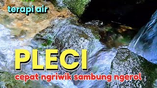Download lagu terapi air untuk burung pleci biar cepat ngriwik sambung ngerol, gemericik air mp3