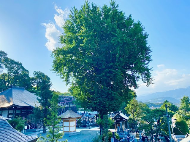 相州善福寺の大銀杏（神奈川県南足柄市）
