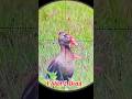 OMG Duck Hunting With PCP Airgun 1 Shot 2 Dead