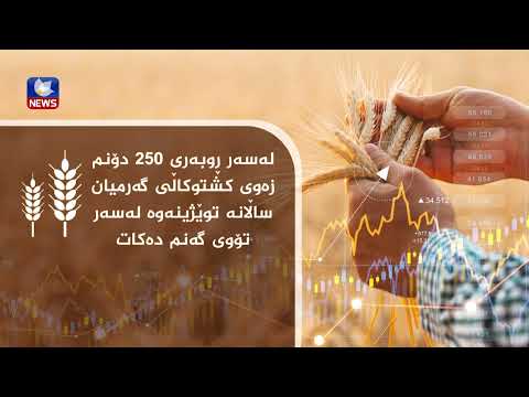 بەڤیدیۆ.. گەنمی  کەلار بە یەکێک لە باشترین جۆرەکانی  گەنم لە سەر ئاستی  عێراق  ناسێنراوە