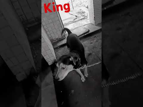 Like share and subscribe and short