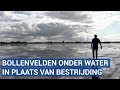 Verbazing over ondergelopen bollenvelden: "Mooi, maar wat is dit?"
