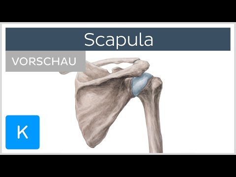 Scapula: Anatomie und Funktion (Vorschau) | Kenhub
