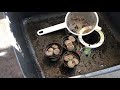 What To Do When You Get A New Lithops Plant.  Checking Root Health And Removing Soil From Roots
