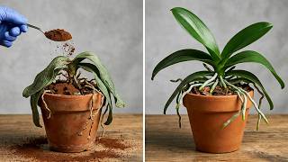 Never fail! 100% Effective Method to Revive Dying Orchids at Home.