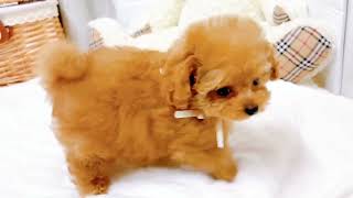 ティーカッププードルの動画02