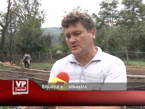 Situația e… albastră