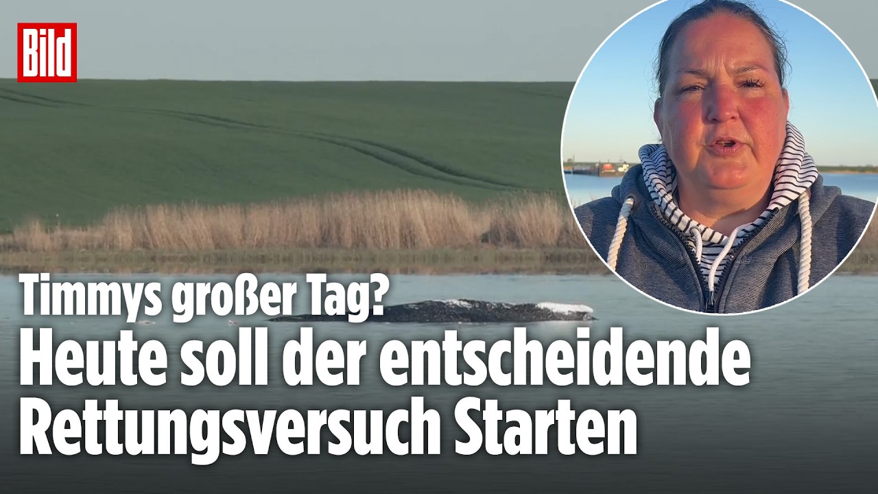 Ostsee-Drama um den Wal: „Heute soll Timmys großer Tag kommen“