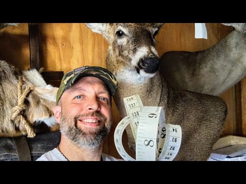 Deer Forms For Taxidermy