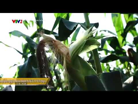 Ngô Nếp Thái Lan Fancy 39 - VTV2