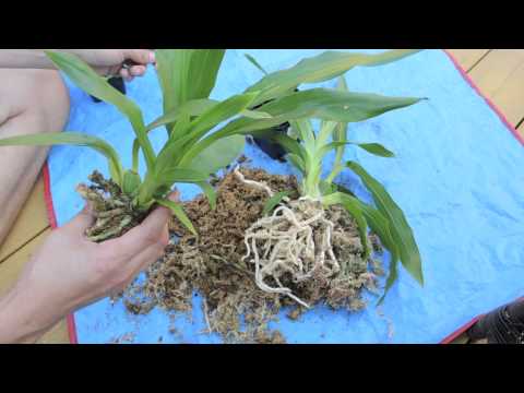 , title : 'Repotting and Care of Zygopetalum Orchid'