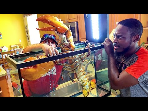 download lagu mp3 mp4 15 Lb Live Lobster, download lagu 15 Lb Live Lobster gratis, unduh video klip 15 Lb Live Lobster