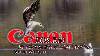 Beach wildlife at Malibu Lagoon. with the AMAZING and AFFORDABLE Canon R10 and 600 F11 lens.
