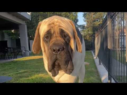 Dieser 113 Kilo Mastiff hatte noch 72 Stunden – bis eine Frau sah, was niemand sonst erkannte