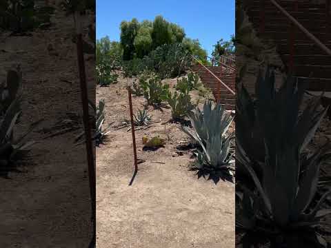 El camino real  y la falla de san Andrés se encuentran aquí en  de San Juan bautista ca.#parati