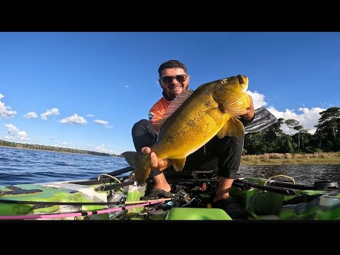 Pescaria de tucunaré em Sinop no Mato Grosso- tucunaré de 60 centímetros#pescador #fishing #pescaria